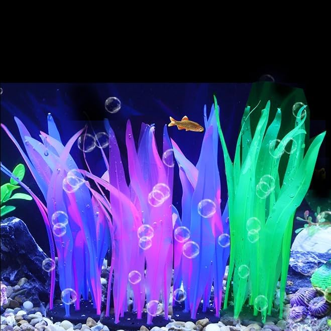 betta color preference