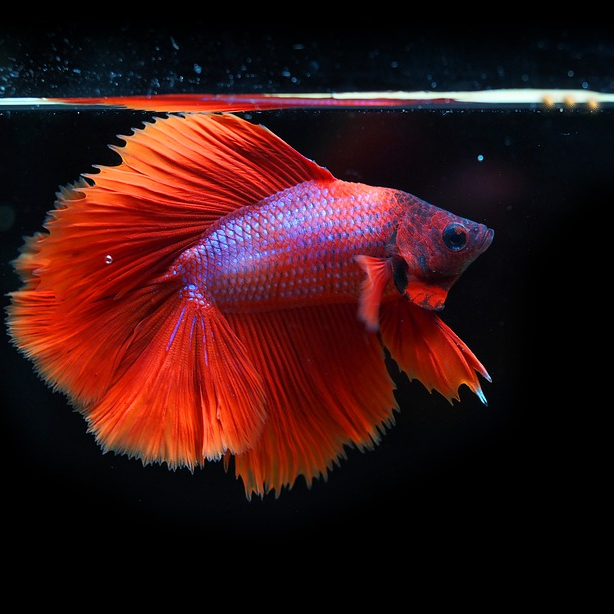 What do we know about betta fish food?
