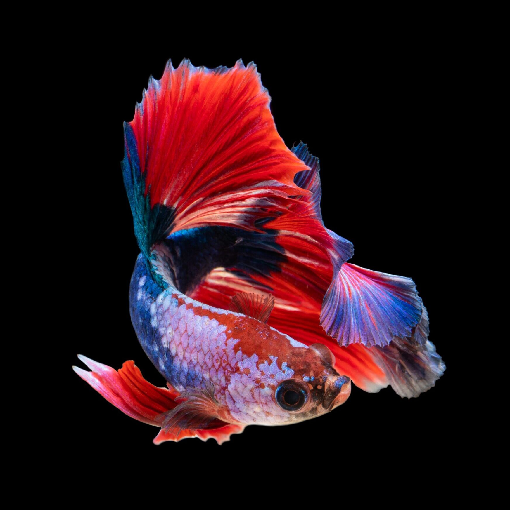 Male betta splenden fish