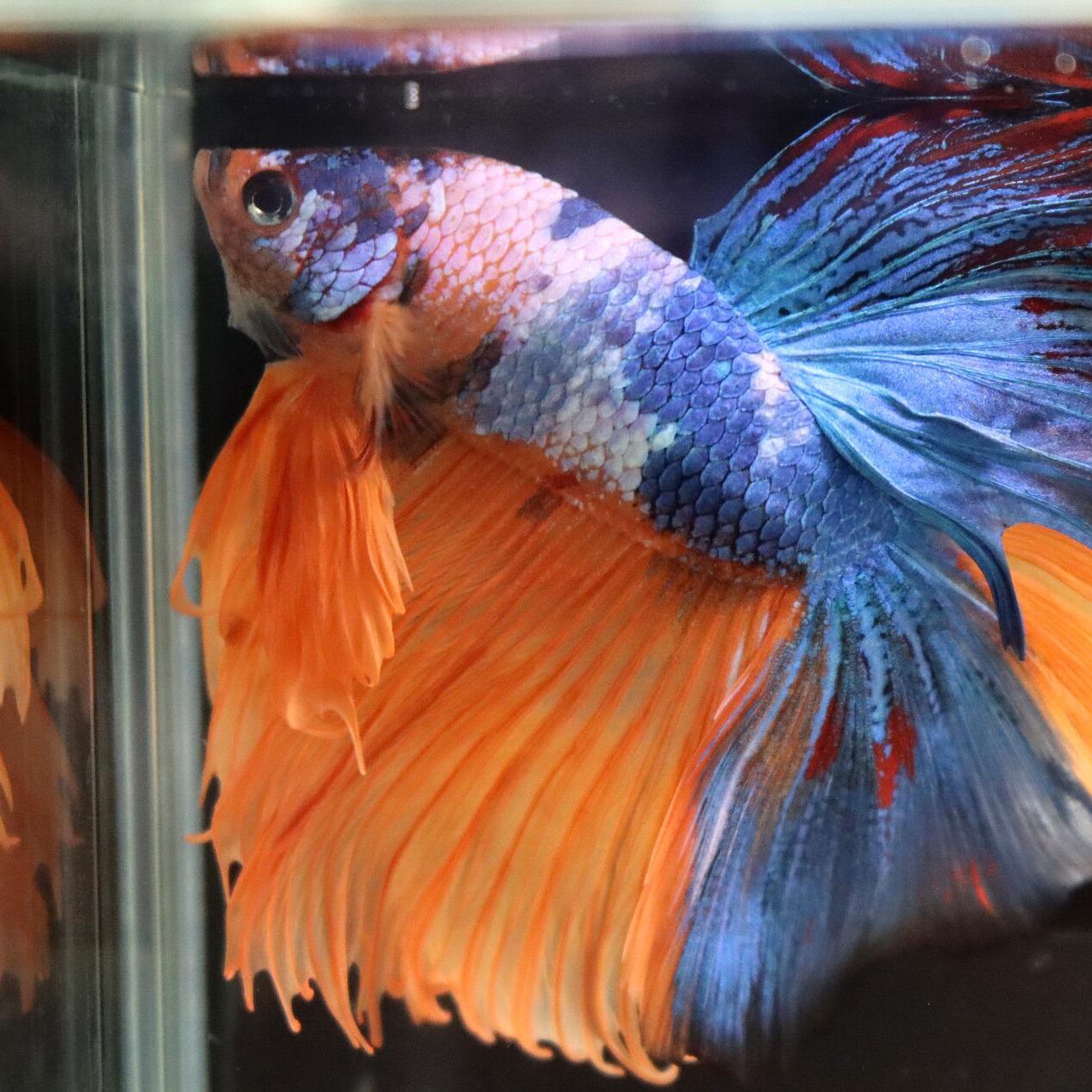 “My betta has swim bladder!”