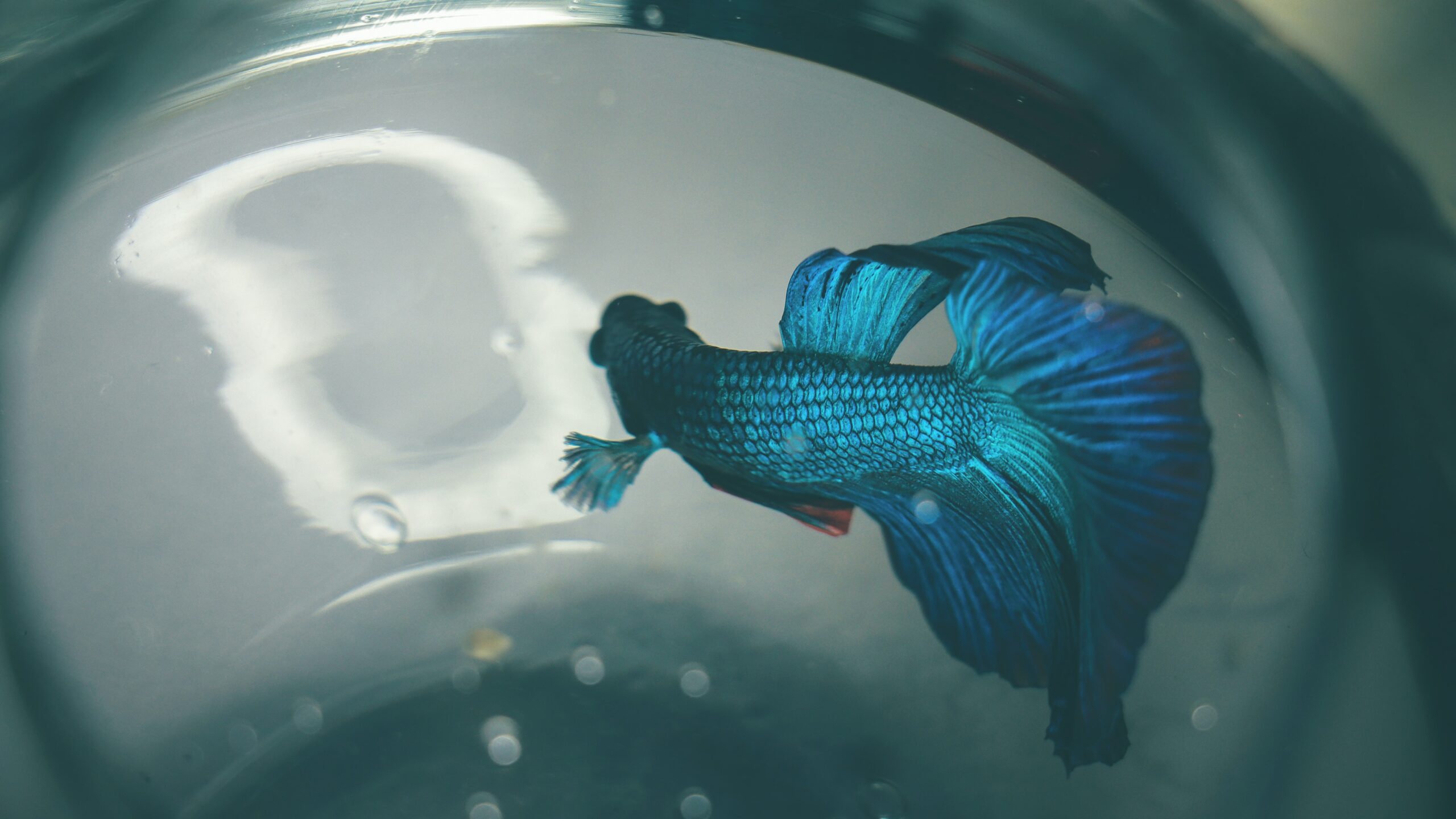 Betta (Betta splendens) fish tank or aquarium minimum requirments