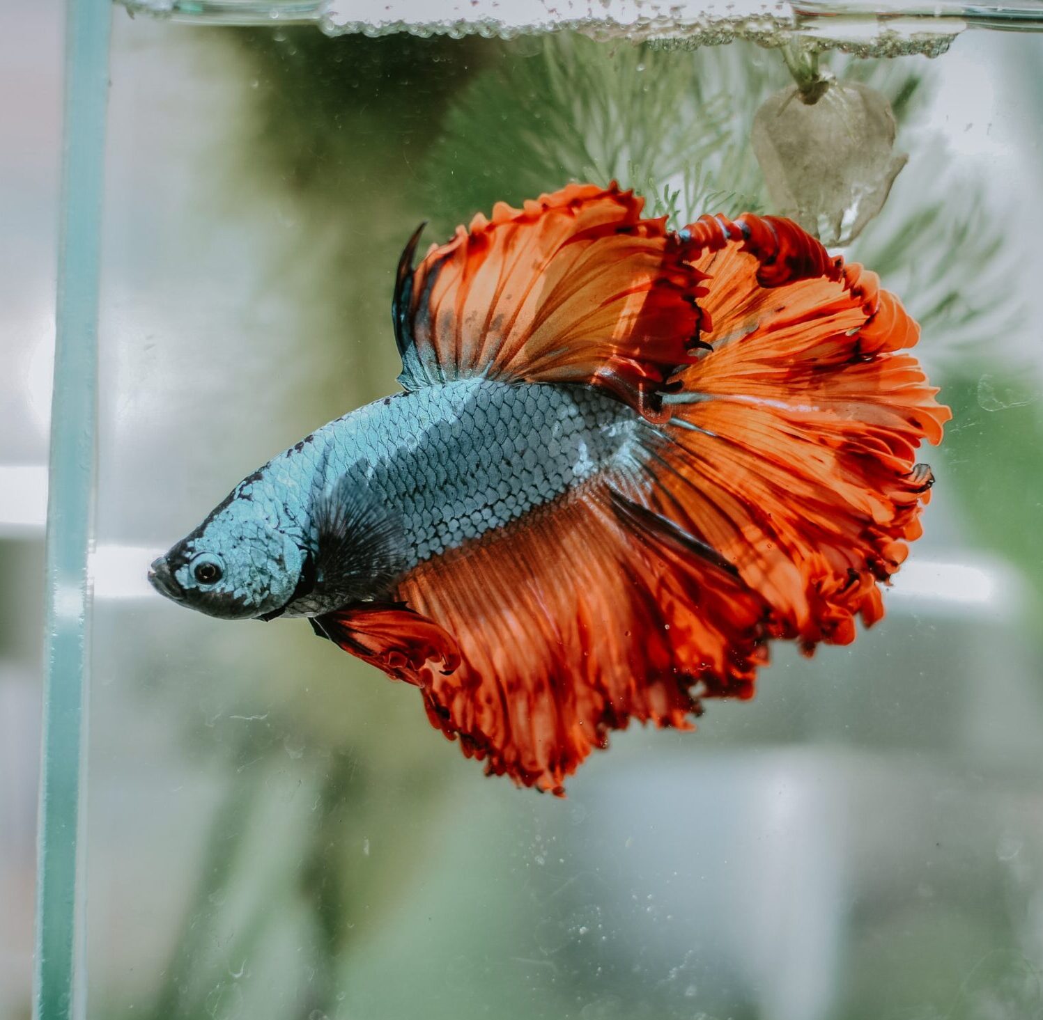 Setup and care of your betta fish